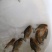 【基地直销全国送货】淡水鲳鱼苗量多从优