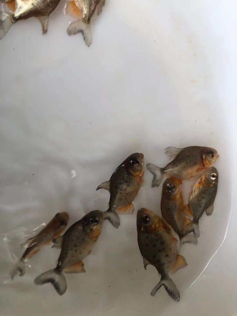 【基地直销全国送货】淡水鲳鱼苗量多从优