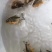 【基地直销全国送货】淡水鲳鱼苗量多从优