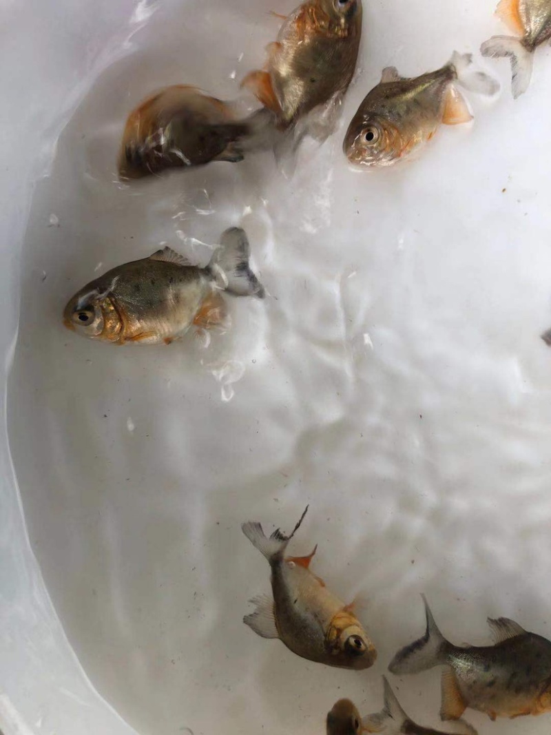 【基地直销全国送货】淡水鲳鱼苗量多从优
