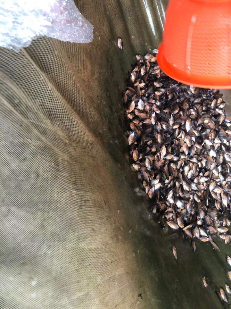 【基地直销全国送货】淡水鲳鱼苗量多从优