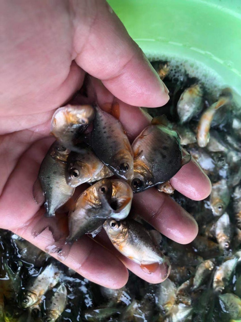 【基地直销全国送货】淡水鲳鱼苗量多从优