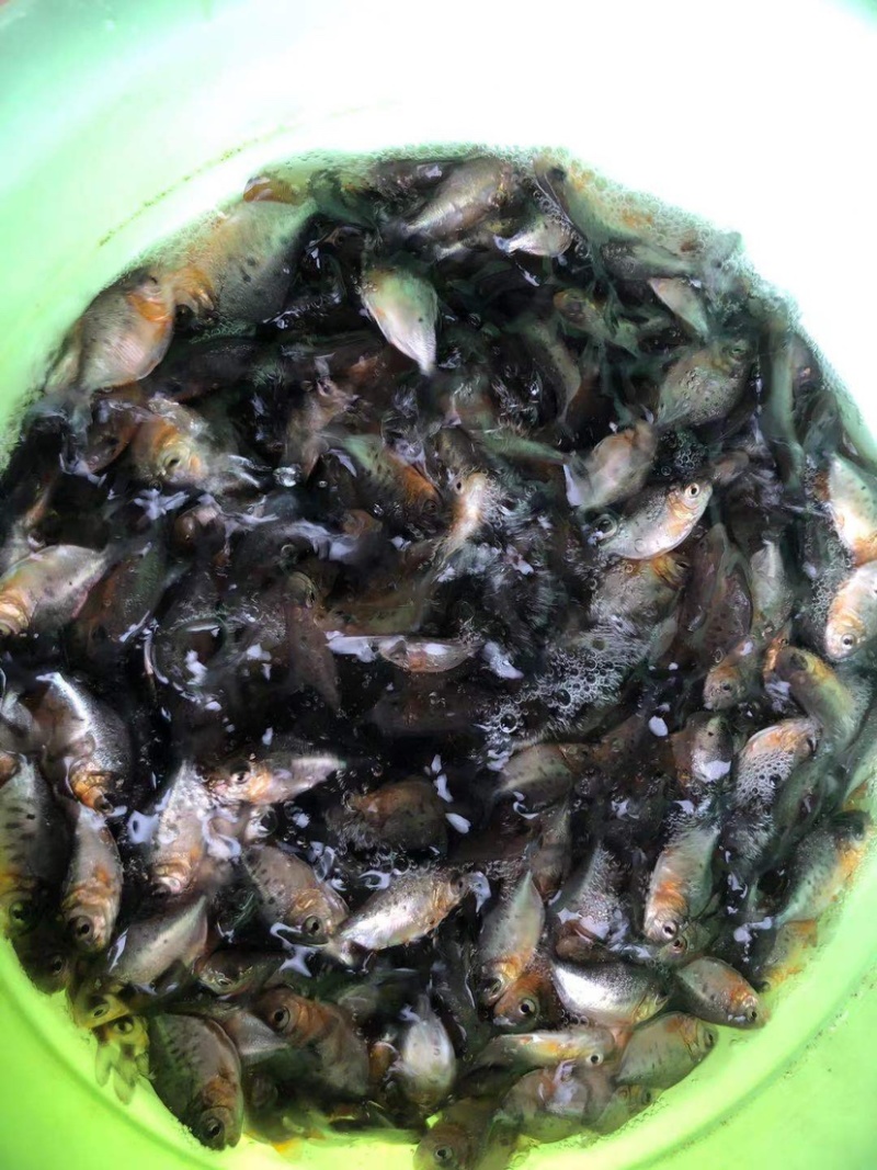 【基地直销全国送货】淡水鲳鱼苗量多从优
