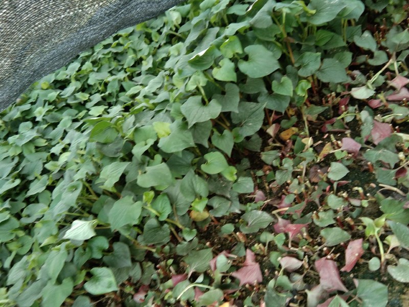 精品鱼腥草，鲜嫩味美