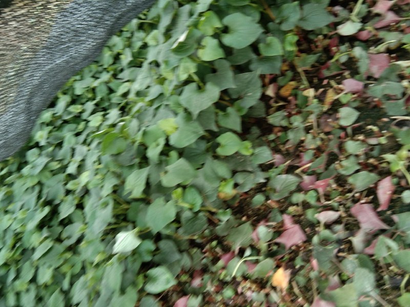 精品鱼腥草，鲜嫩味美