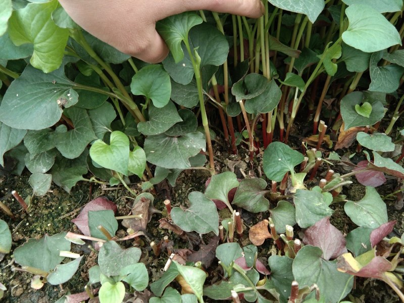 精品鱼腥草，鲜嫩味美