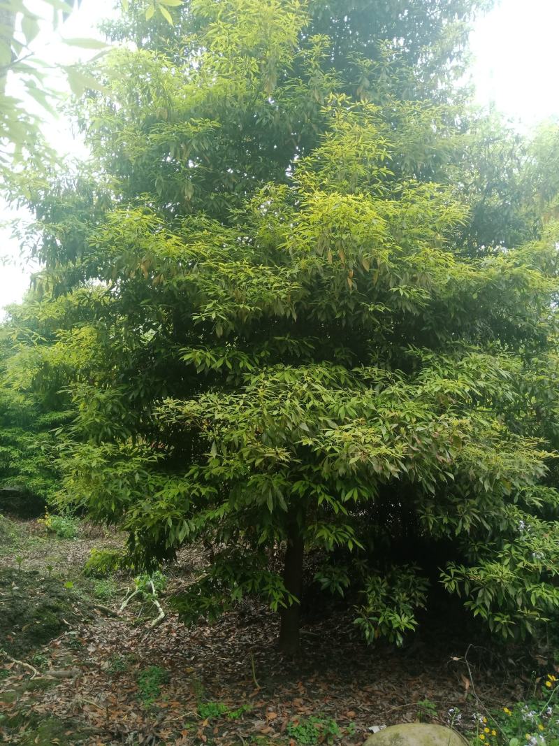 出售桢楠8-20公分