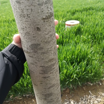 速生白蜡，树形非常直，处理