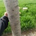 速生白蜡，树形非常直，处理