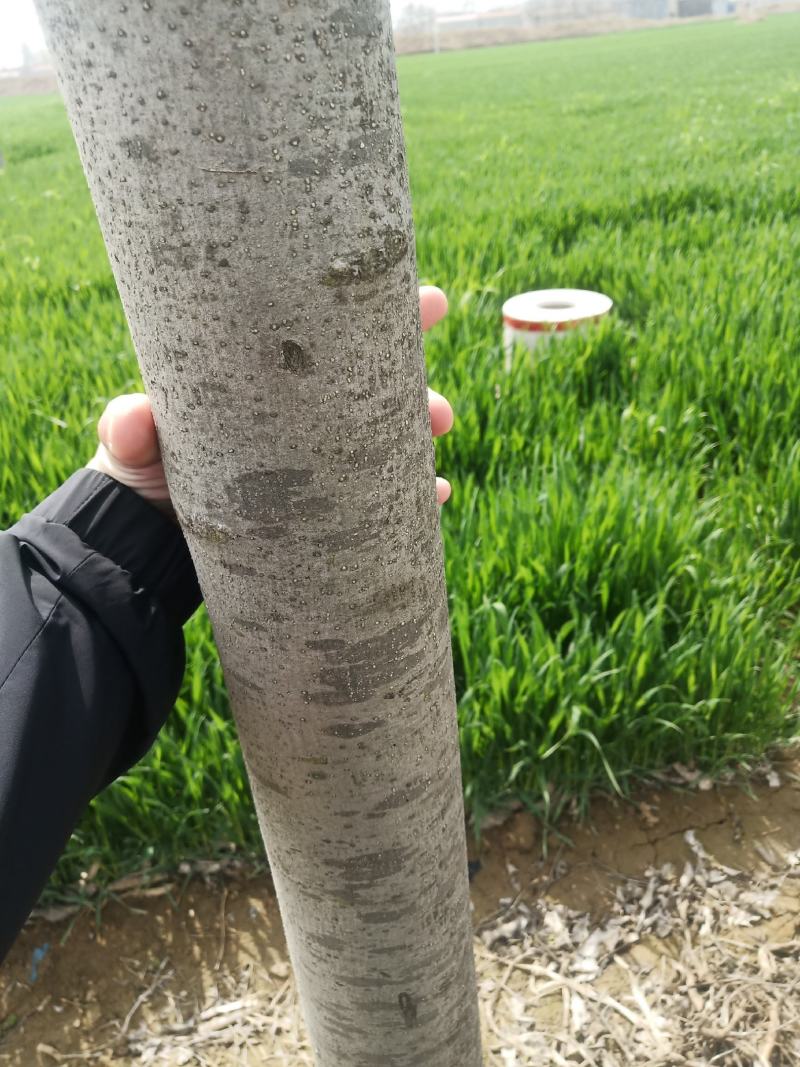 速生白蜡，树形非常直，处理