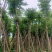 国庆花，栾树12-15分骨架