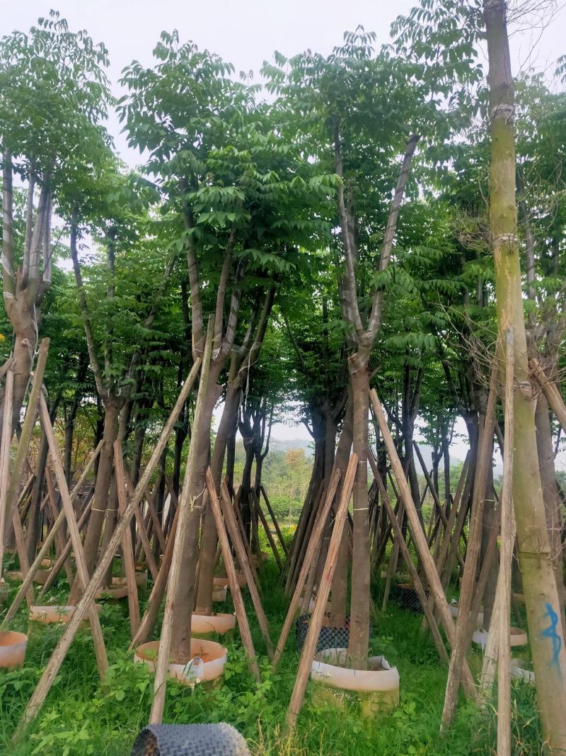 国庆花，栾树12-15分骨架