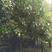 黄金桂花树2~3米8~10cm1.5~2米