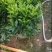 非洲茉莉40-100高