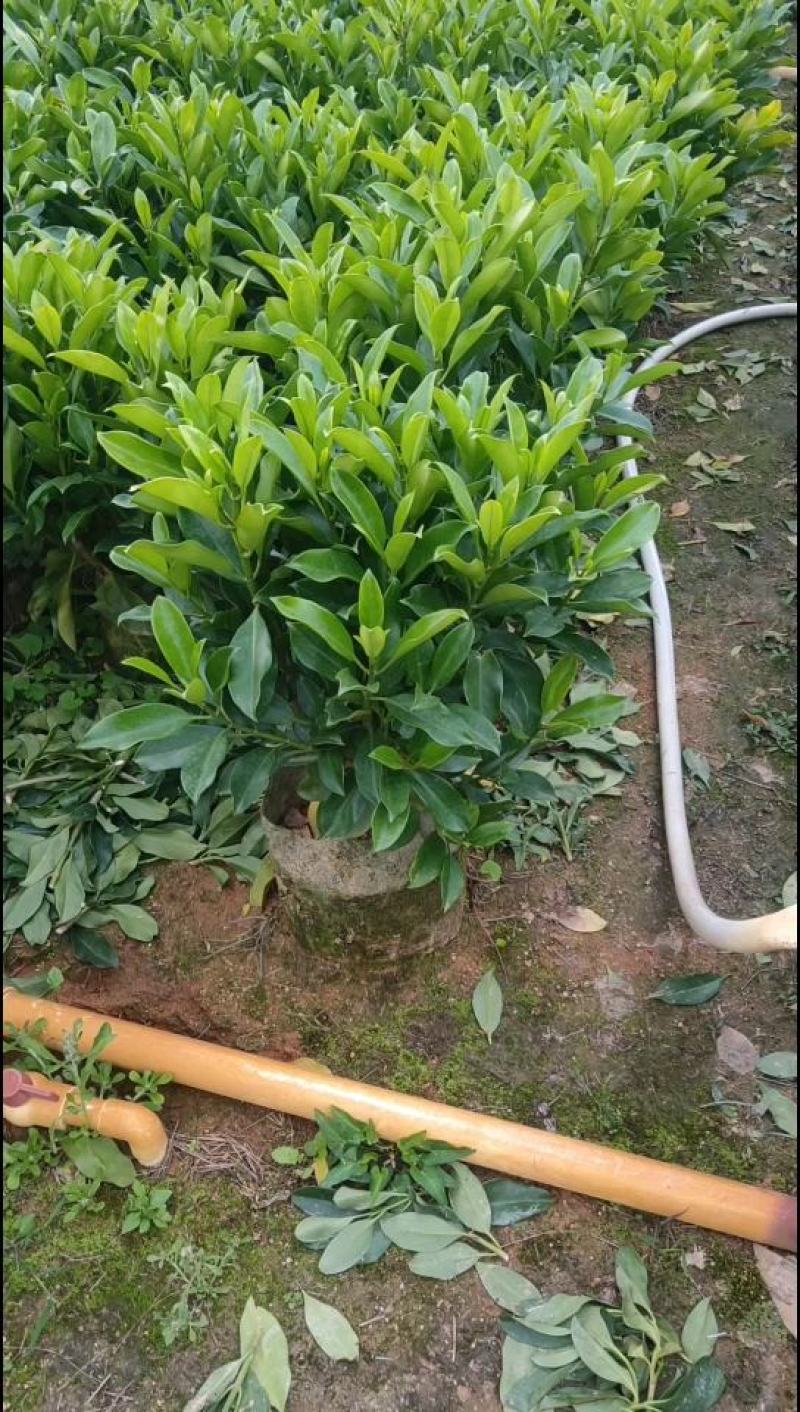 非洲茉莉40-100高