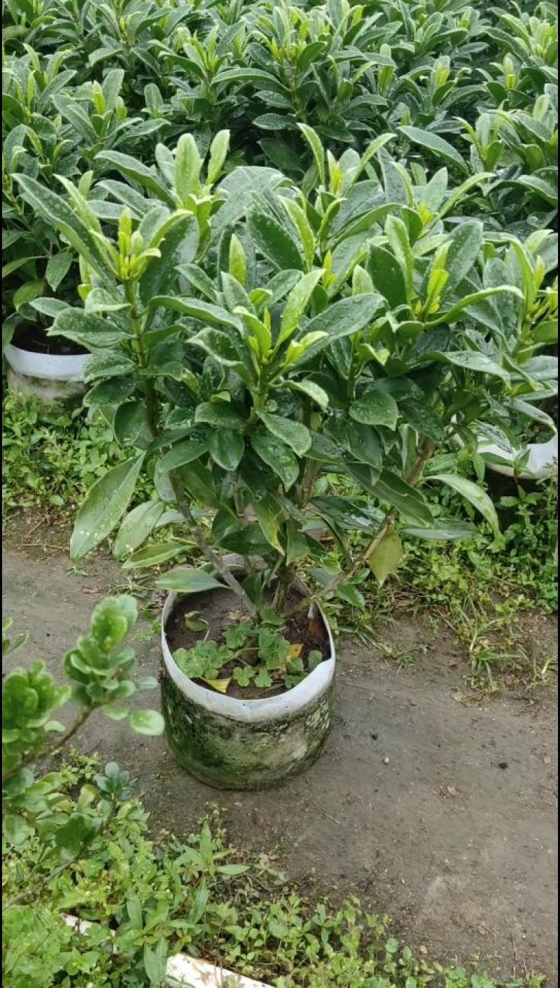 非洲茉莉40-100高
