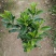 非洲茉莉40-100高