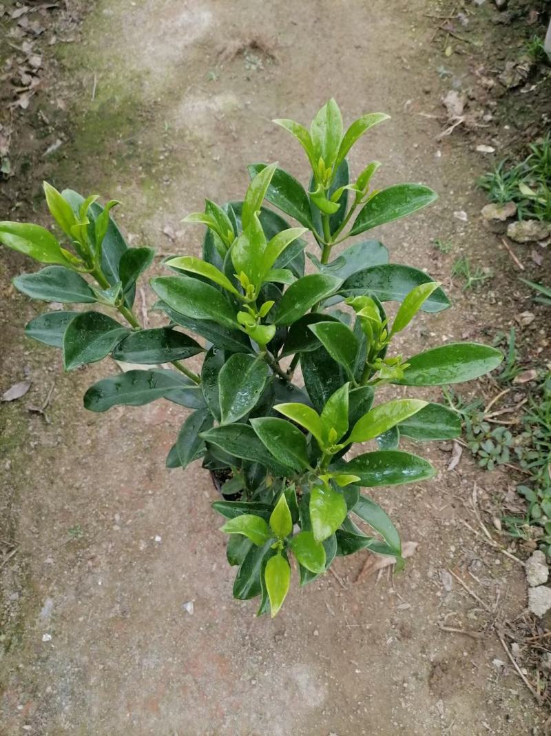 非洲茉莉40-100高