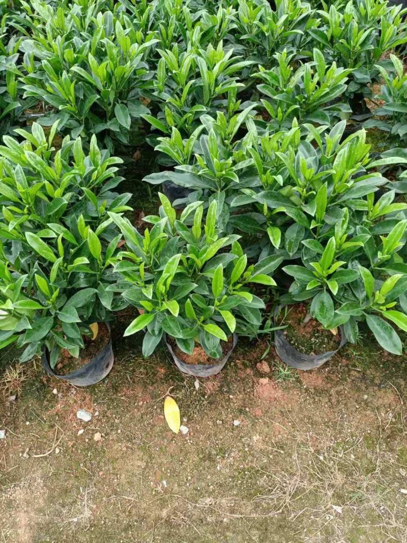 非洲茉莉40-100高