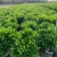 非洲茉莉40-100高