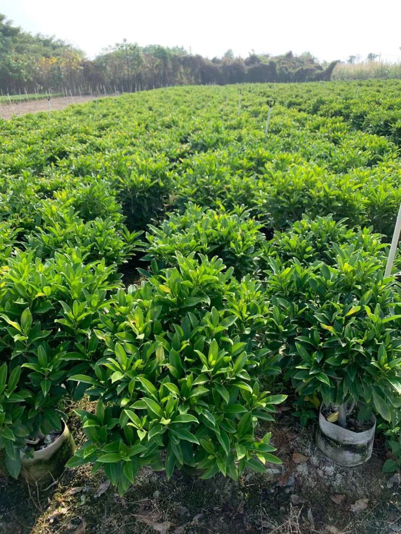 非洲茉莉40-100高