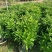 非洲茉莉40-100高