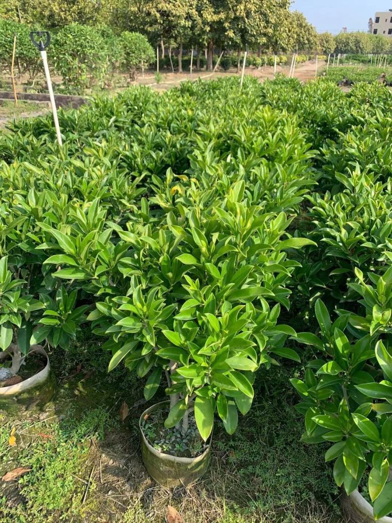 非洲茉莉40-100高