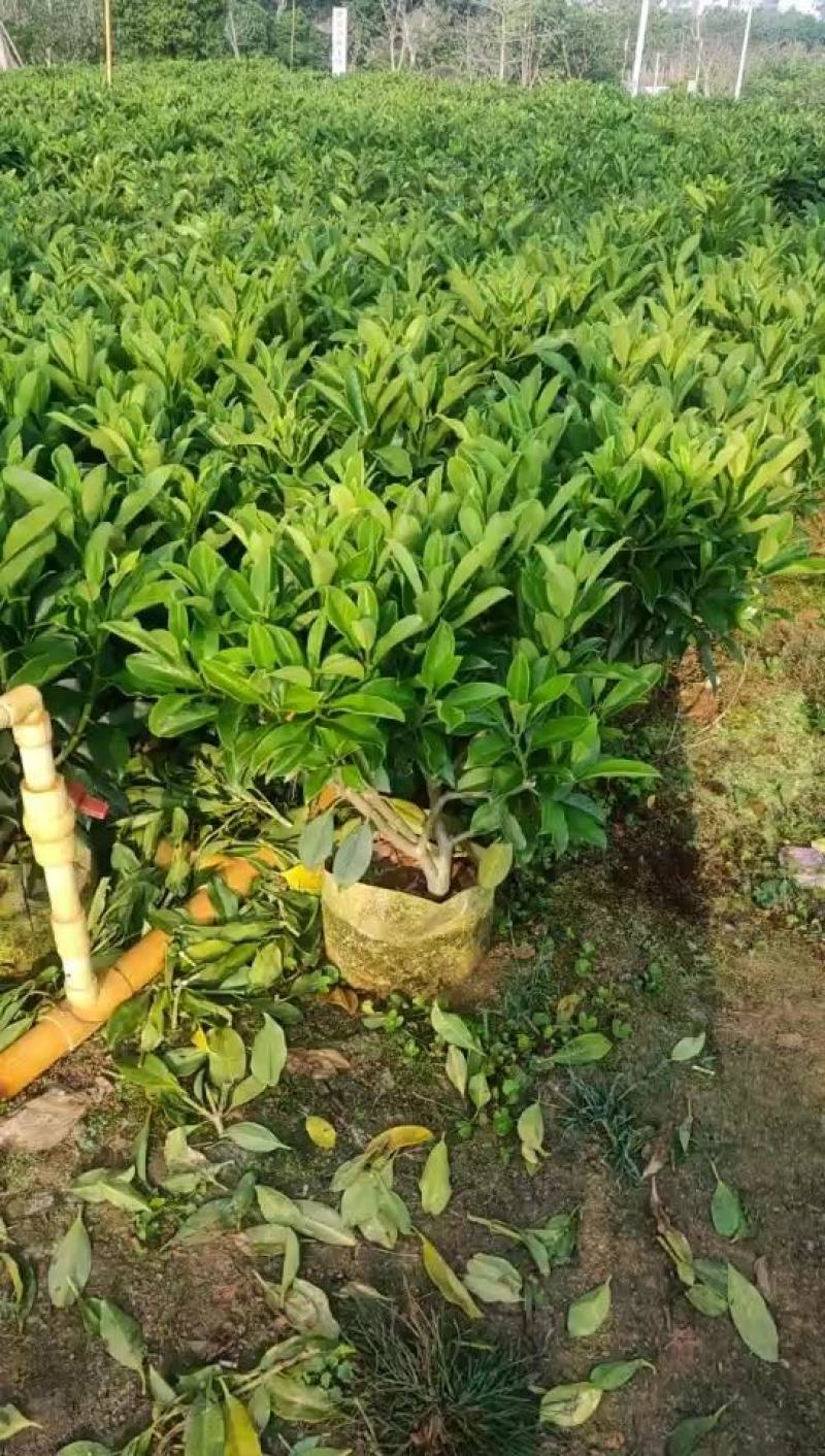 非洲茉莉40-100高