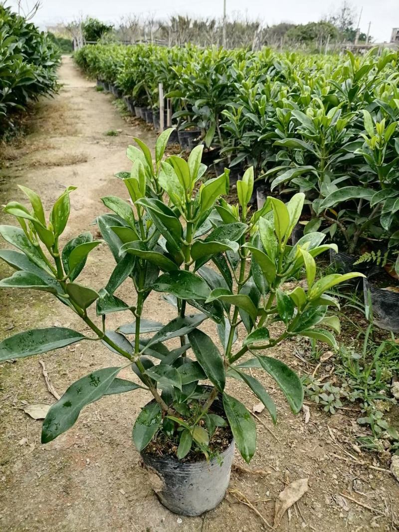 非洲茉莉40-100高