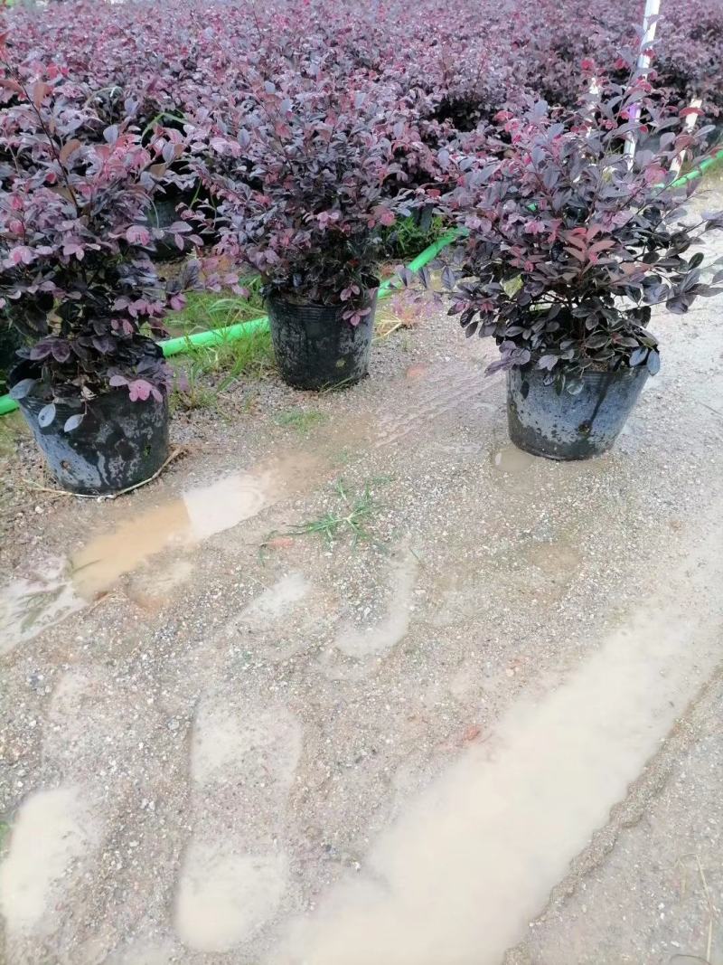 非洲茉莉40-100高