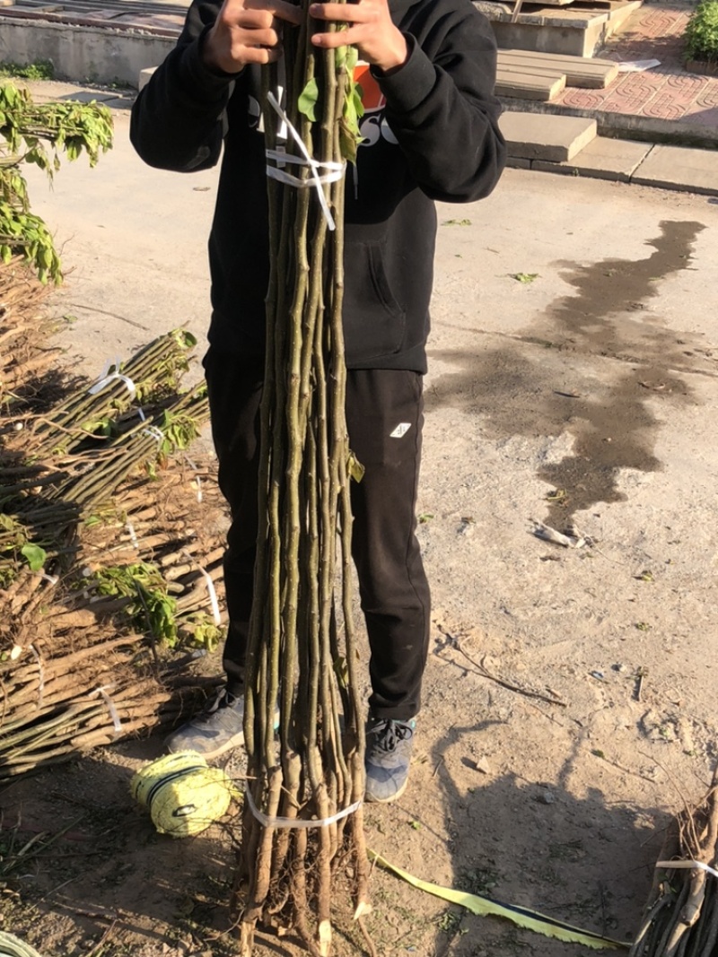 出售0.8-2cm梨树各种规格通货