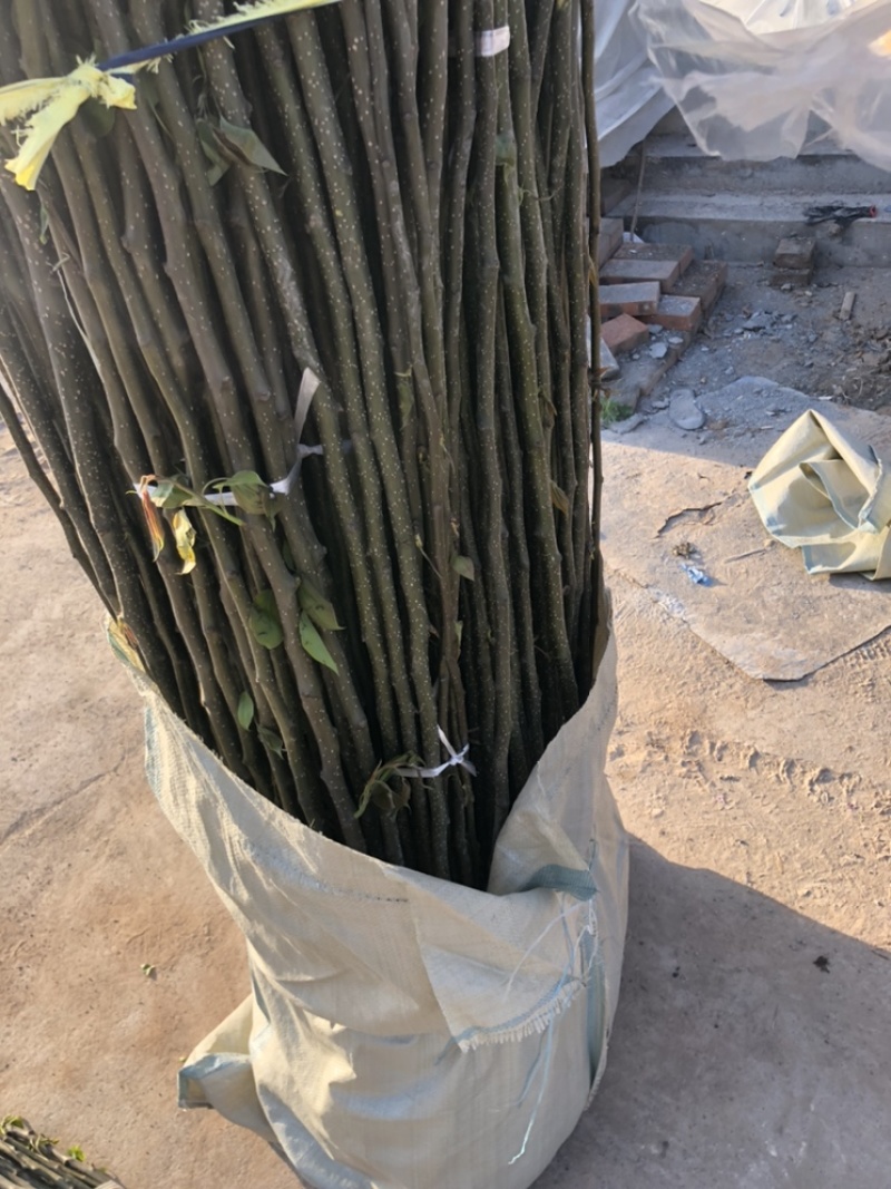 出售0.8-2cm梨树各种规格通货