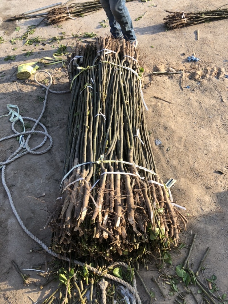 出售0.8-2cm梨树各种规格通货