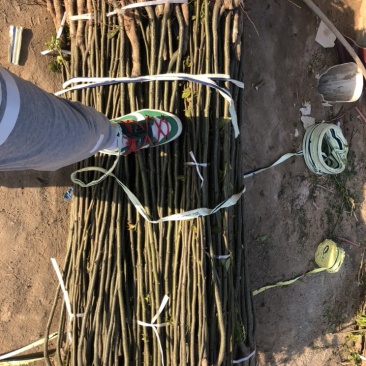 出售0.8-2cm梨树各种规格通货