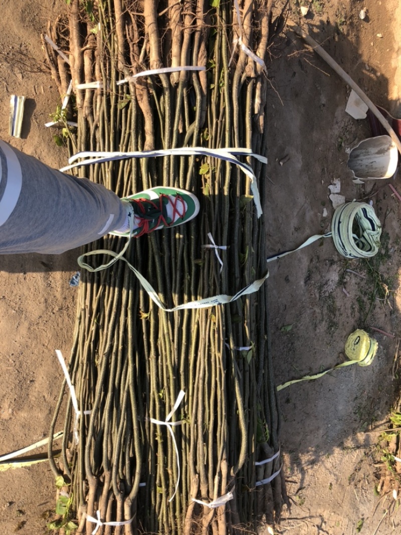 出售0.8-2cm梨树各种规格通货