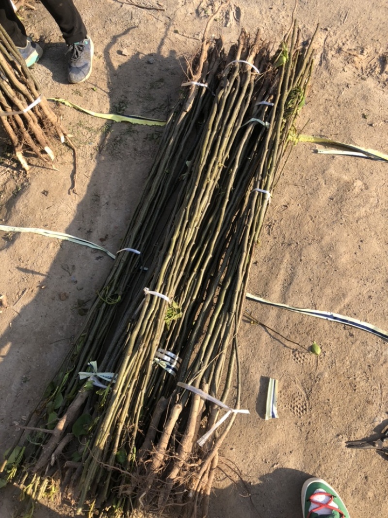 出售0.8-2cm梨树各种规格通货