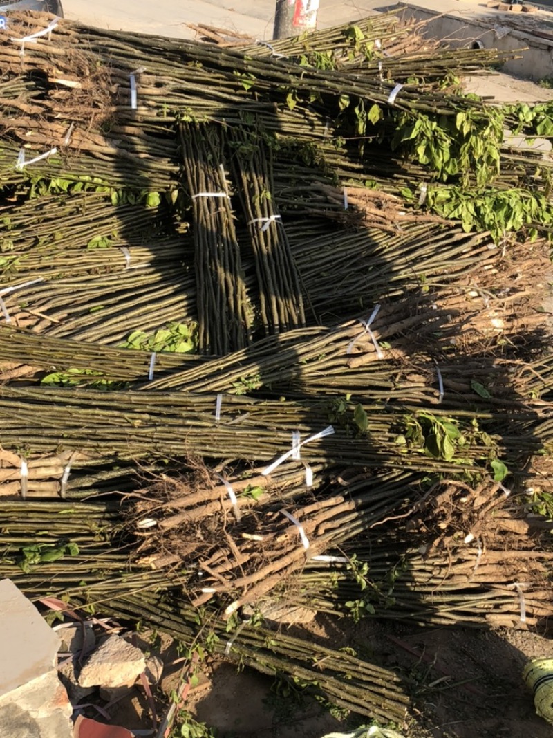 出售0.8-2cm梨树各种规格通货