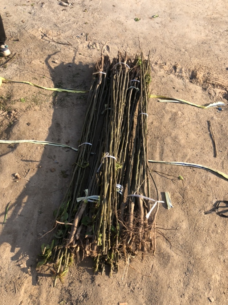 出售0.8-2cm梨树各种规格通货