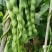 大青豆，棒豆，线辣椒，无筋豆，小小瓜
