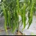 大青豆，棒豆，线辣椒，无筋豆，小小瓜