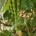 大青豆，棒豆，线辣椒，无筋豆，小小瓜