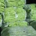 大青豆，棒豆，线辣椒，无筋豆，小小瓜