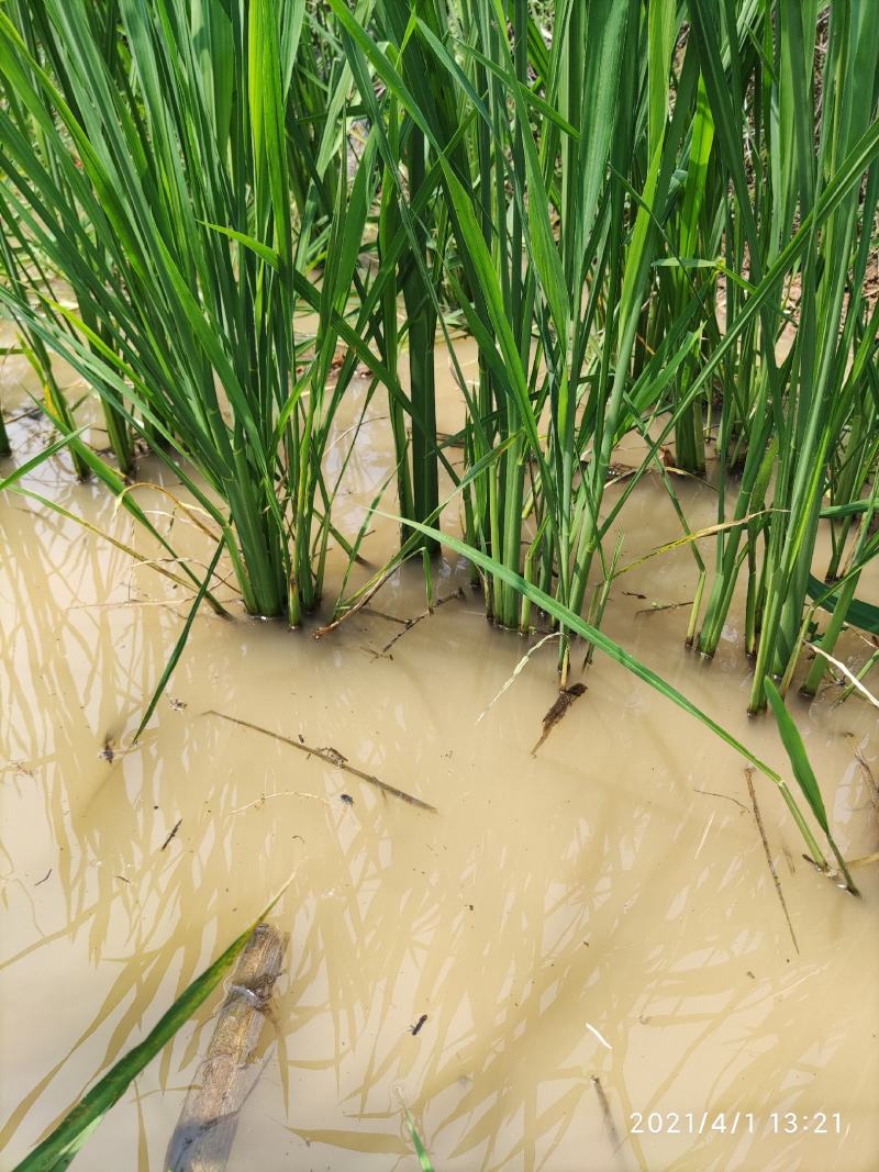 茭白种苗双季茭白苗早熟双季茭白苗（茭白回收）茭瓜苗