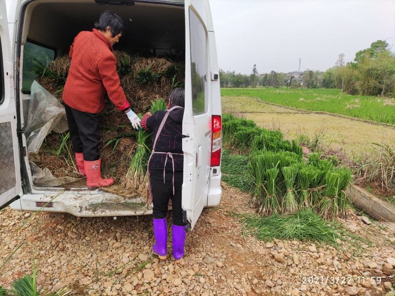 茭白种苗双季茭白苗早熟双季茭白苗（茭白回收）茭瓜苗