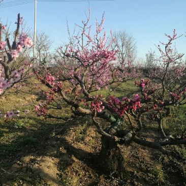 精品老桩造型梅花精品园艺园林景观梅花