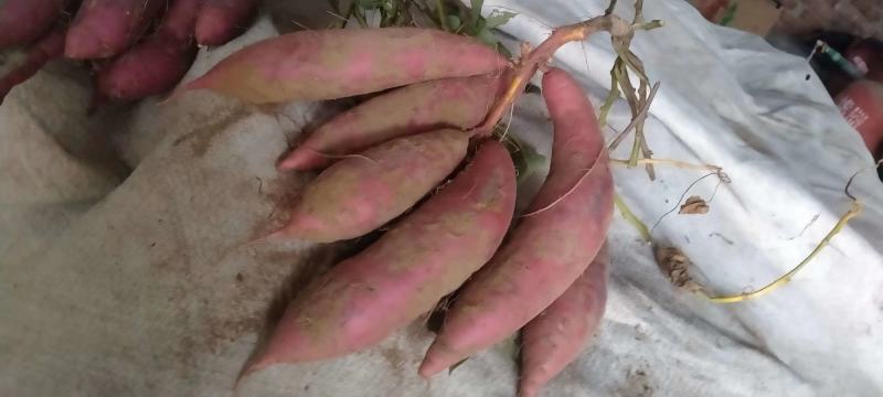 商薯19红薯苗20到30公分