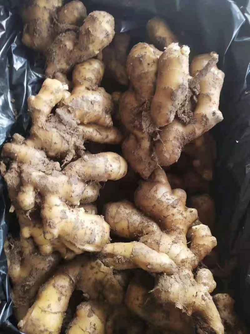 山东精选优质大姜生姜黄姜，货源充足，产地直发，质量保证