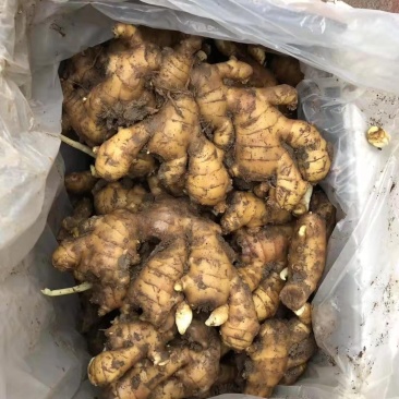 山东精选优质大姜生姜黄姜，货源充足，产地直发，质量保证
