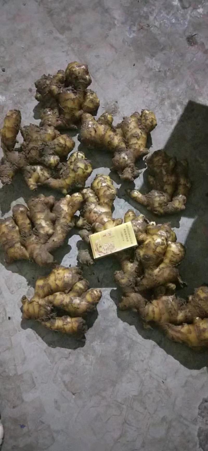 山东精选优质大姜生姜黄姜，货源充足，产地直发，质量保证