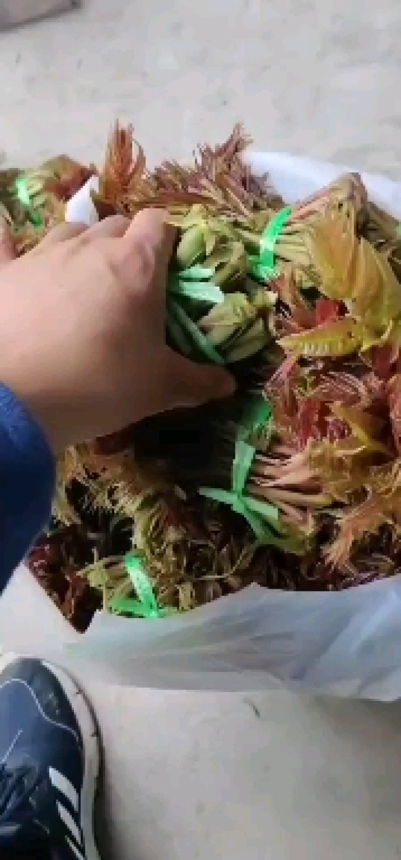 本合作社香椿芽大量上市了